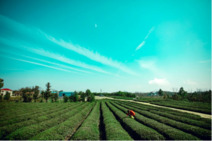 既然春天留不住，不如一起種棵樹 既然春天留不住，不如一起種棵樹